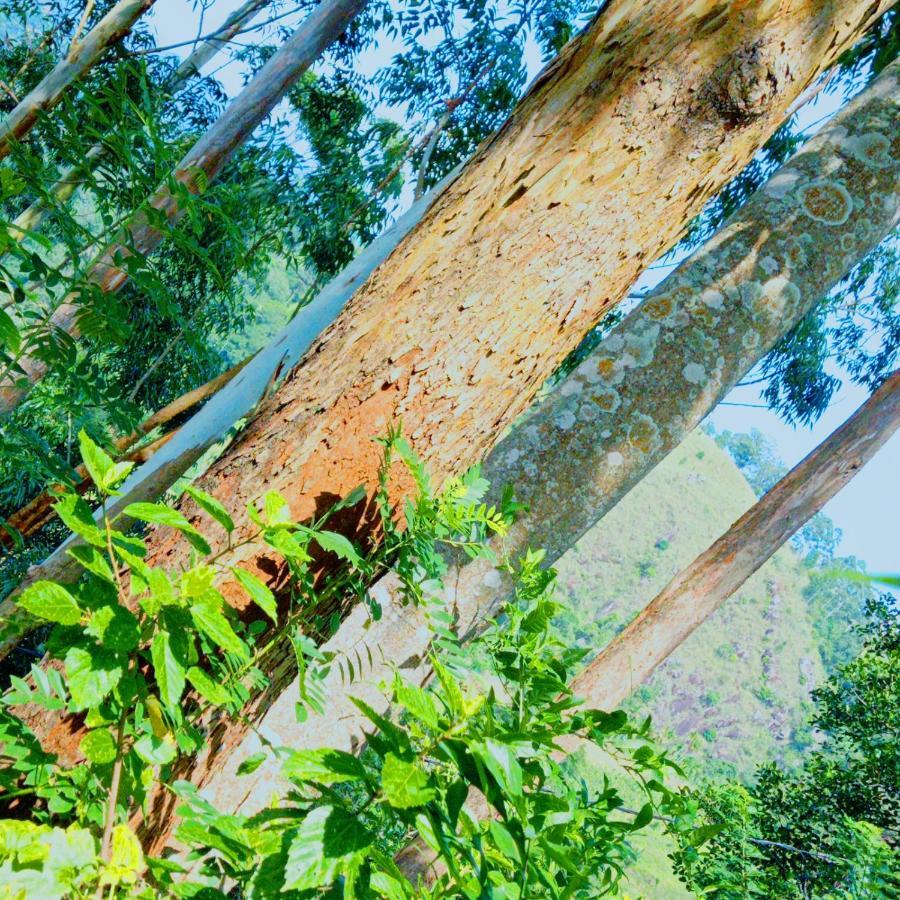 Rose Dale Homestay Ella Exteriér fotografie